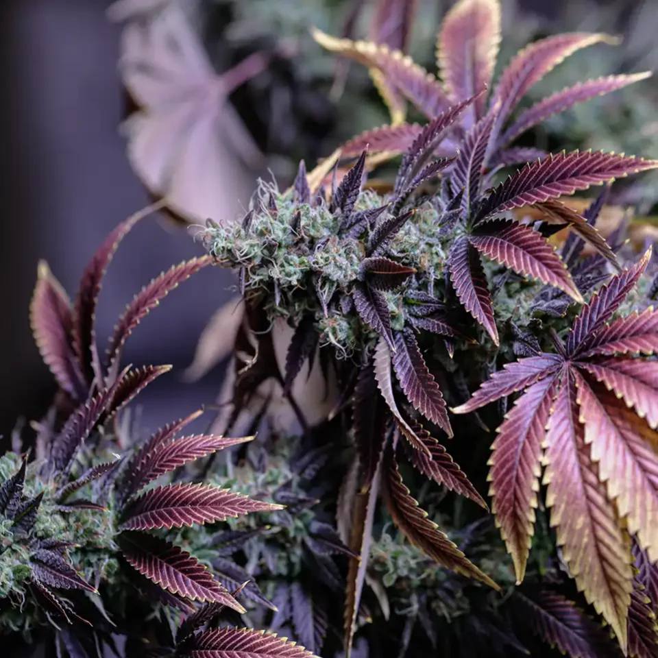 Rank Really High Cannabis Rank Really High Cannabis