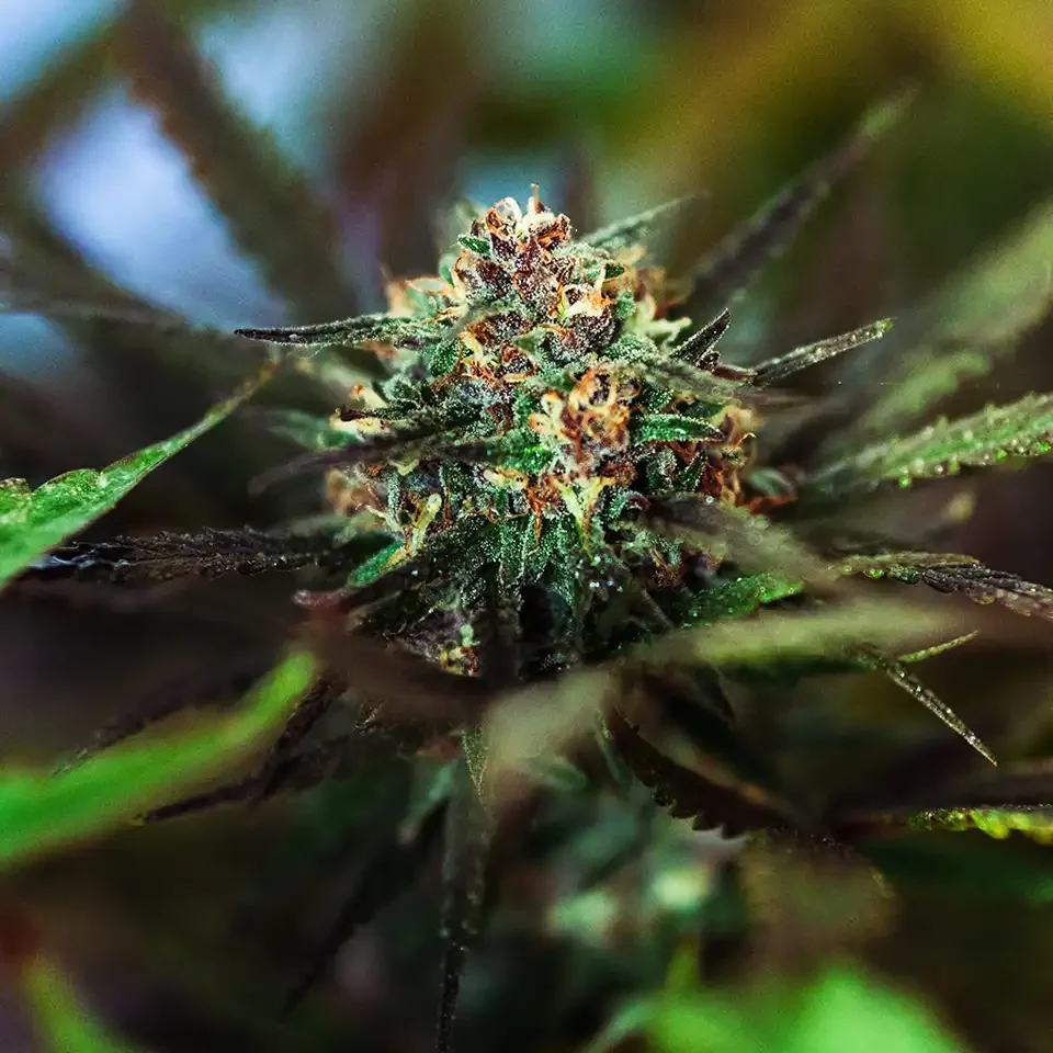 Rank Really High Cannabis